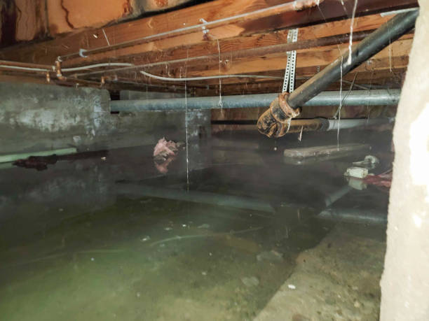 Best Mold removal after water damage  in Abingdon, MD